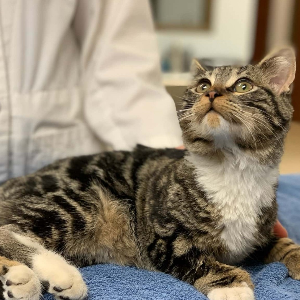 Cat Waiting on Exam