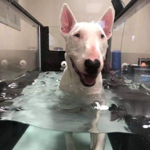 Dog Getting Hydrotherapy Rehabilitation