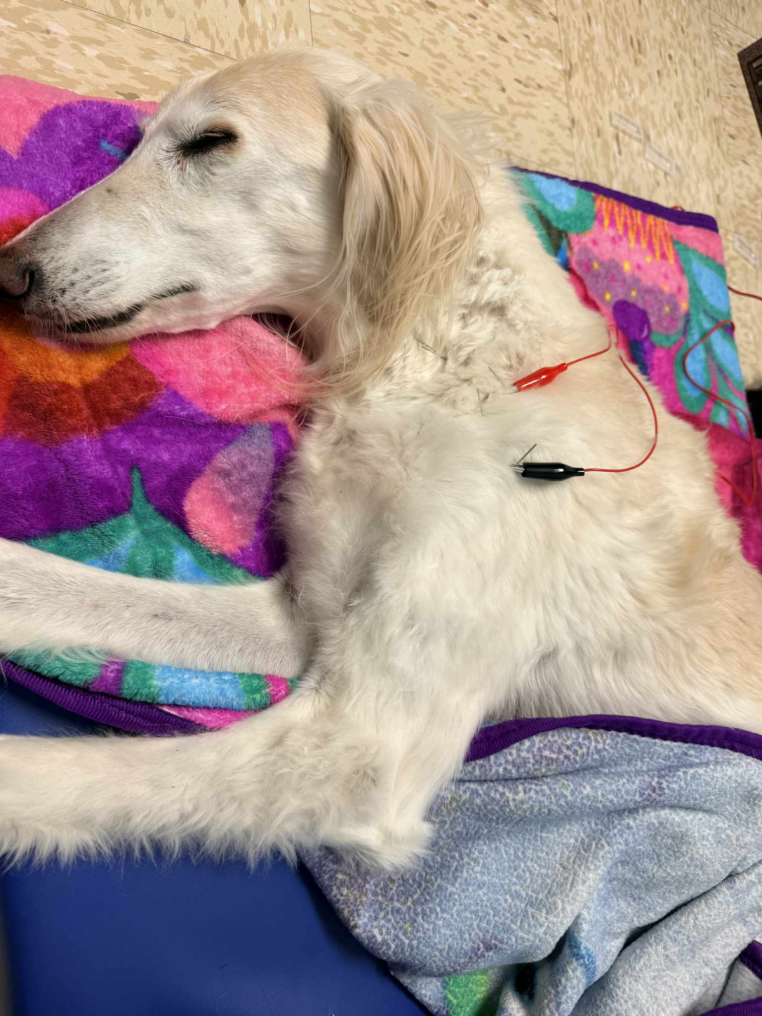 Dog Getting Acupunture