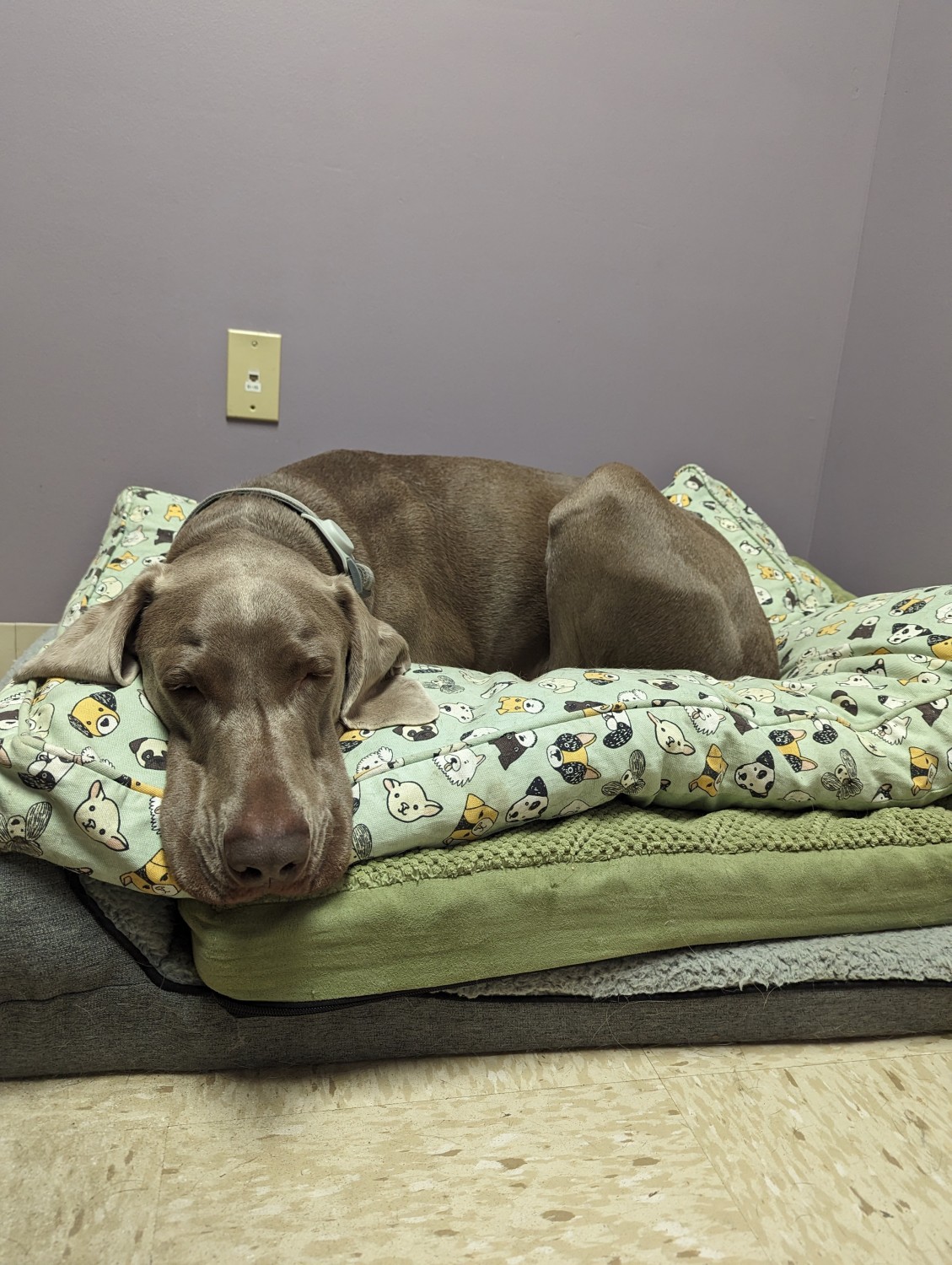 Dog in Boarding Kennel