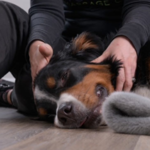 Dog Getting Massage Therapy