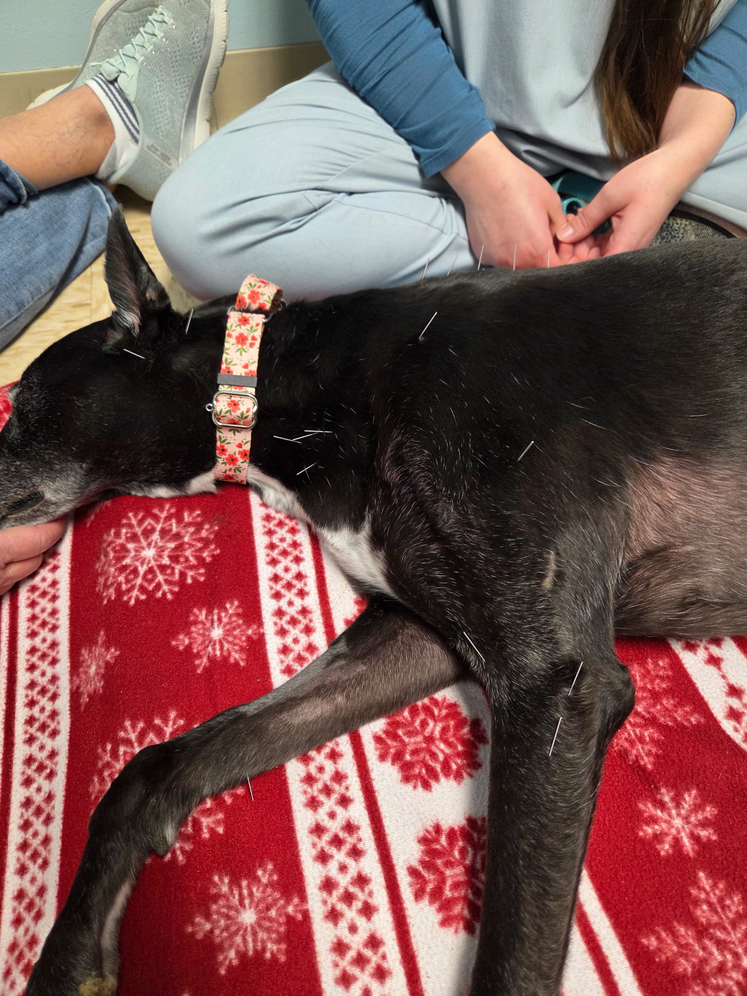 Dog Getting Acupunture