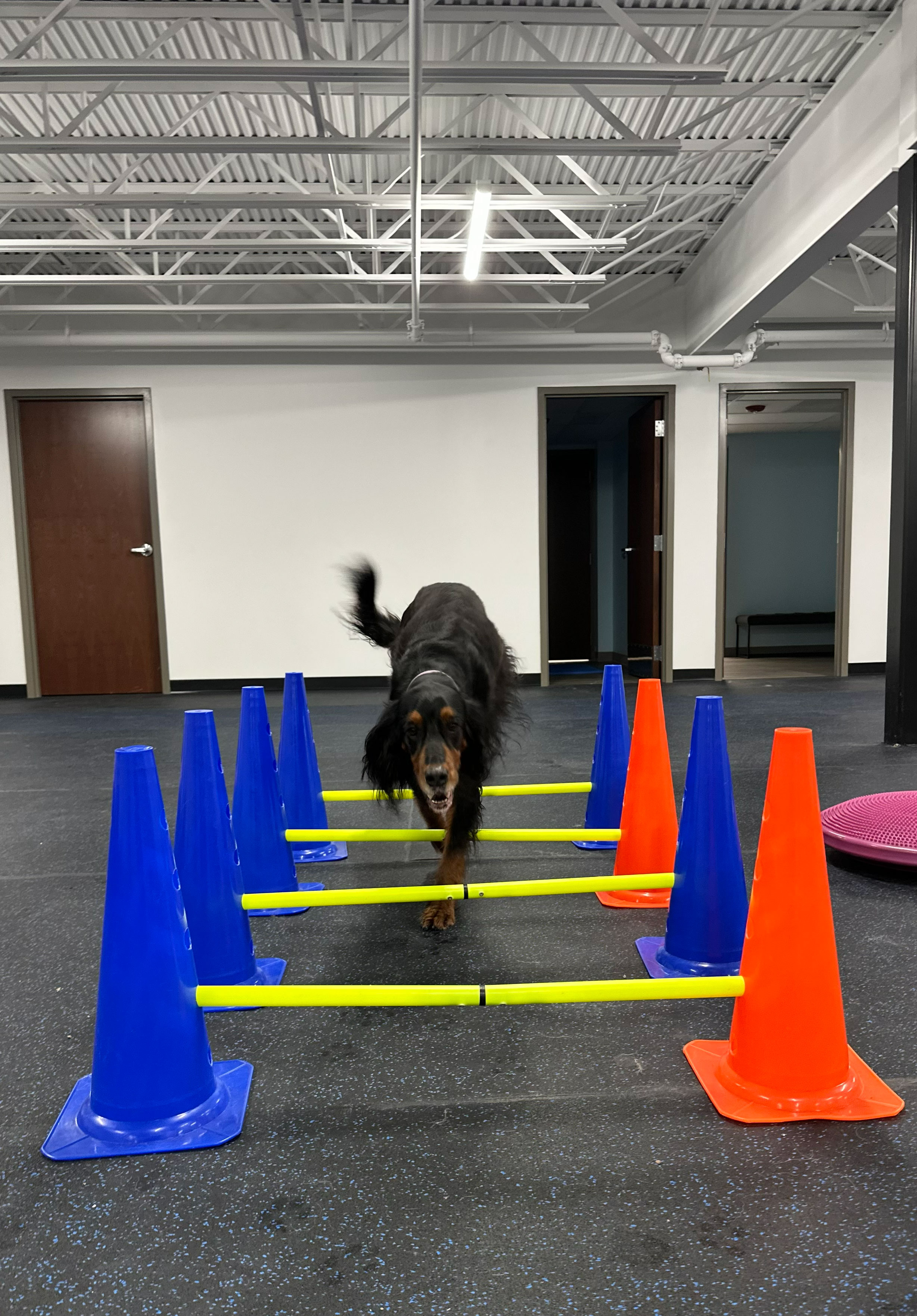 Dog Mobility Exercise