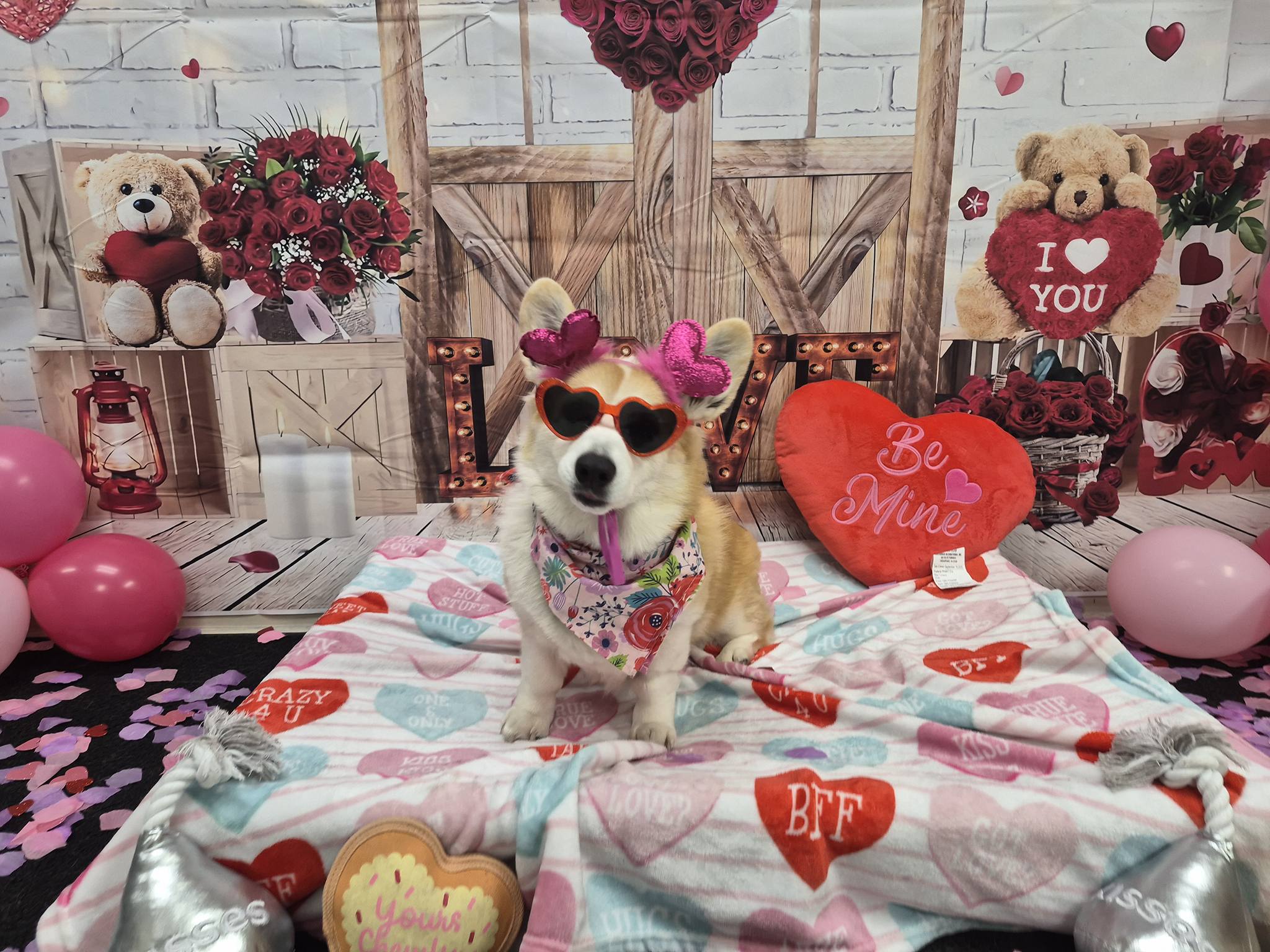 Valentine Dog
