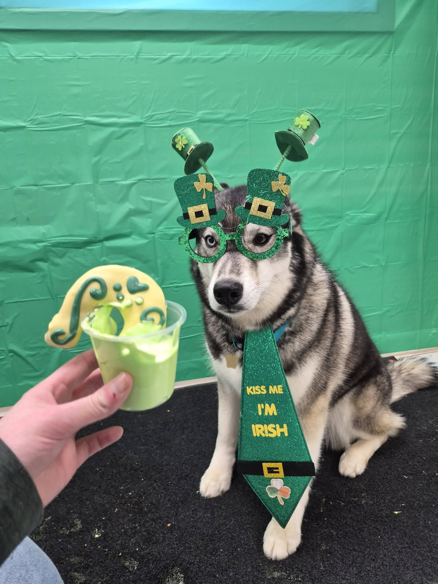 Dog in St. Patricks Costume