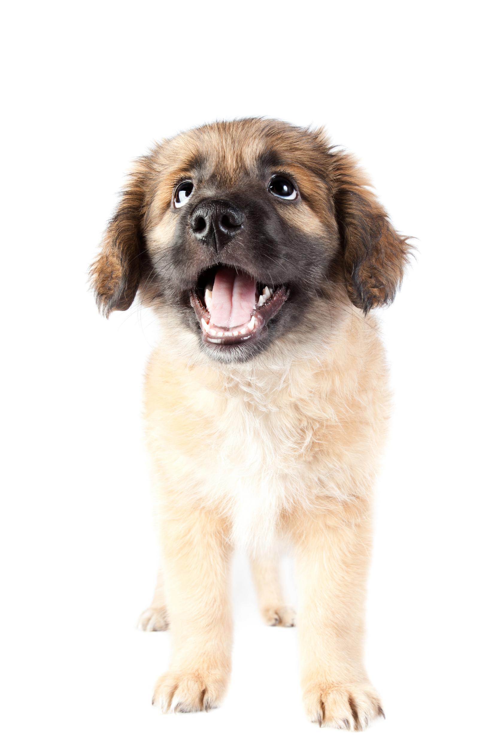 German Shephard Puppy Looking Up on White Background