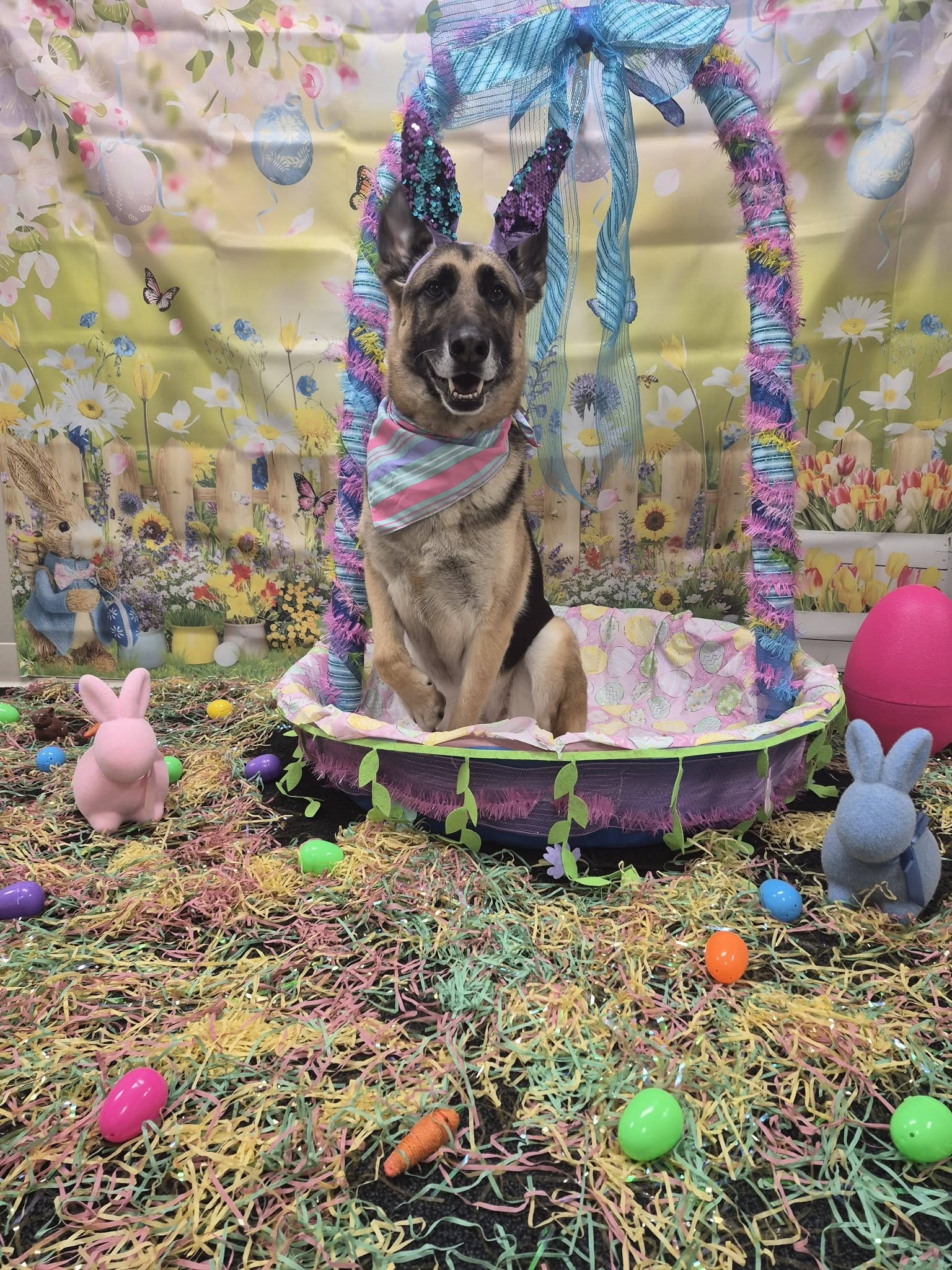 Dog in Basket