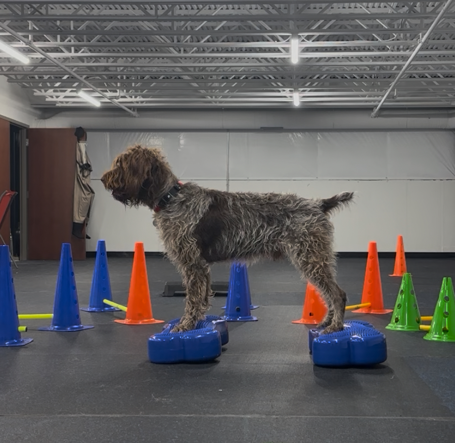 Dog Mobility Exercise