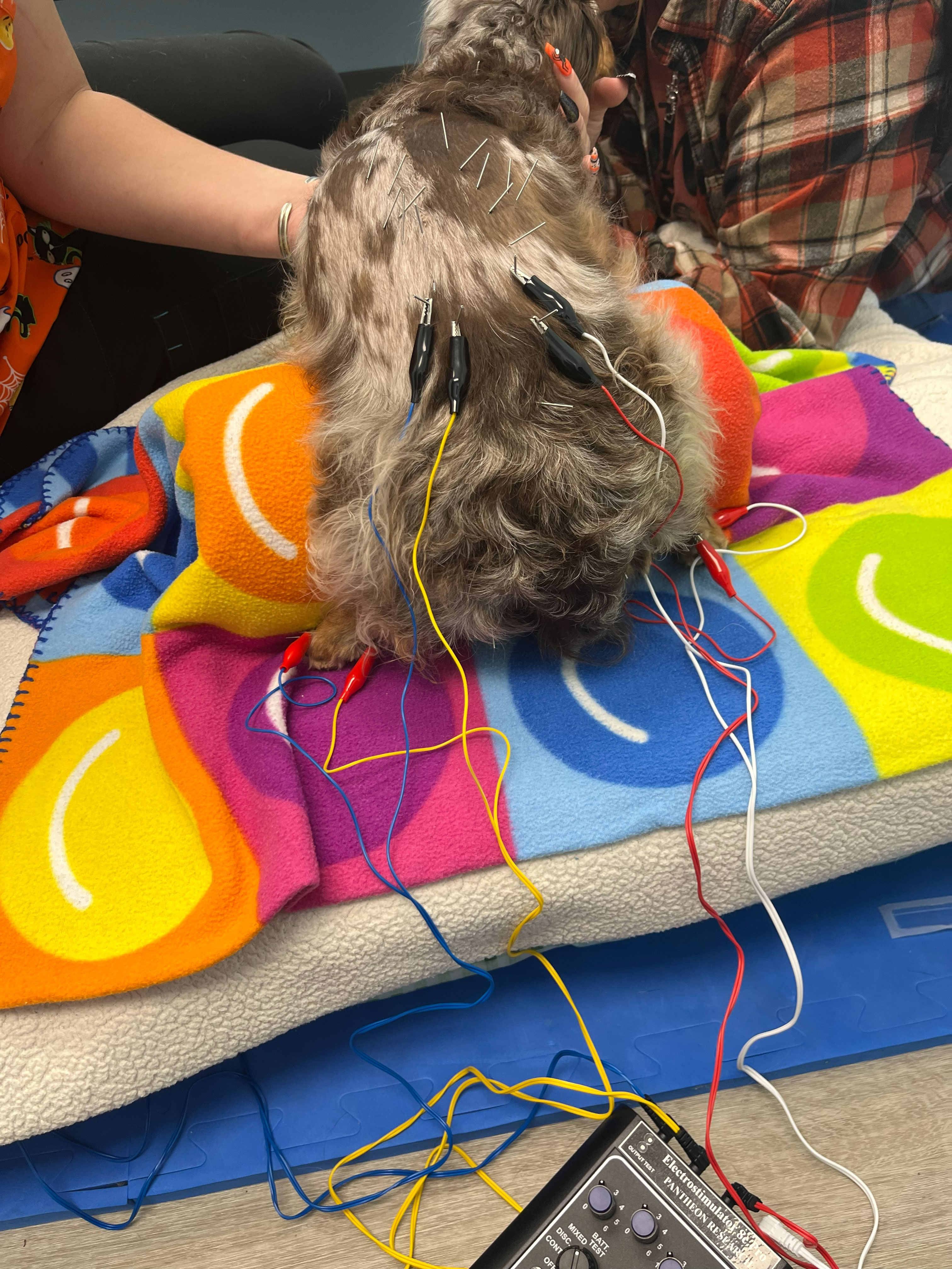 Dog Getting Acupuncture