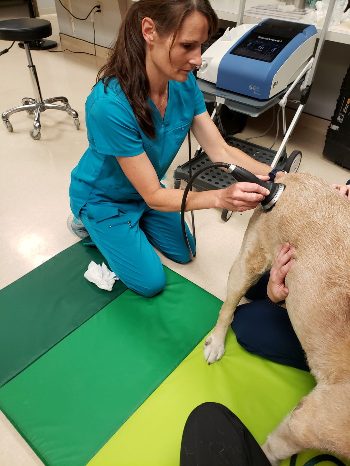 Veterinarinans staff with dog