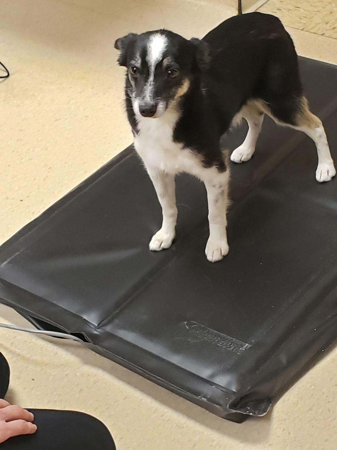 Dog on mat