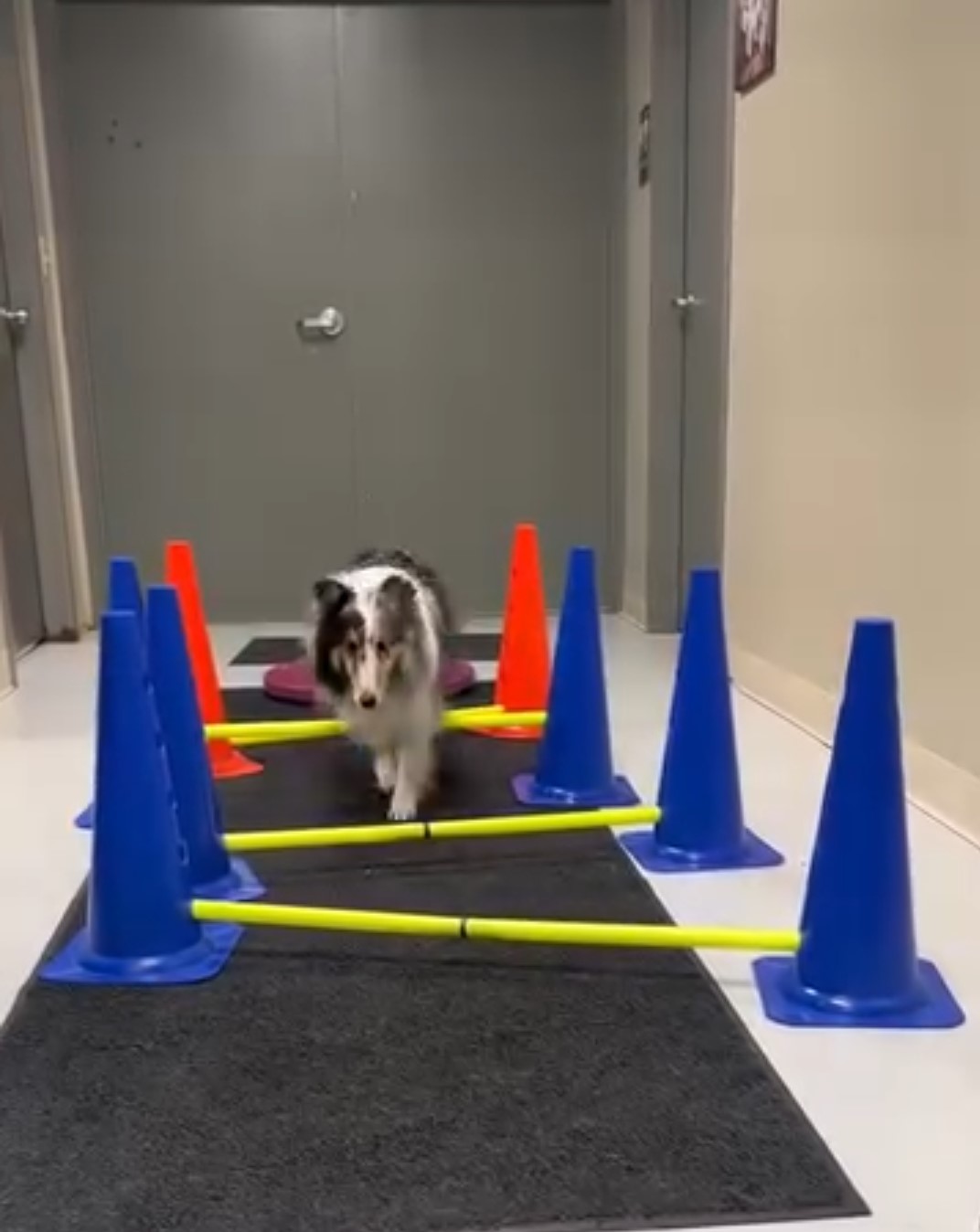 Dog and cones