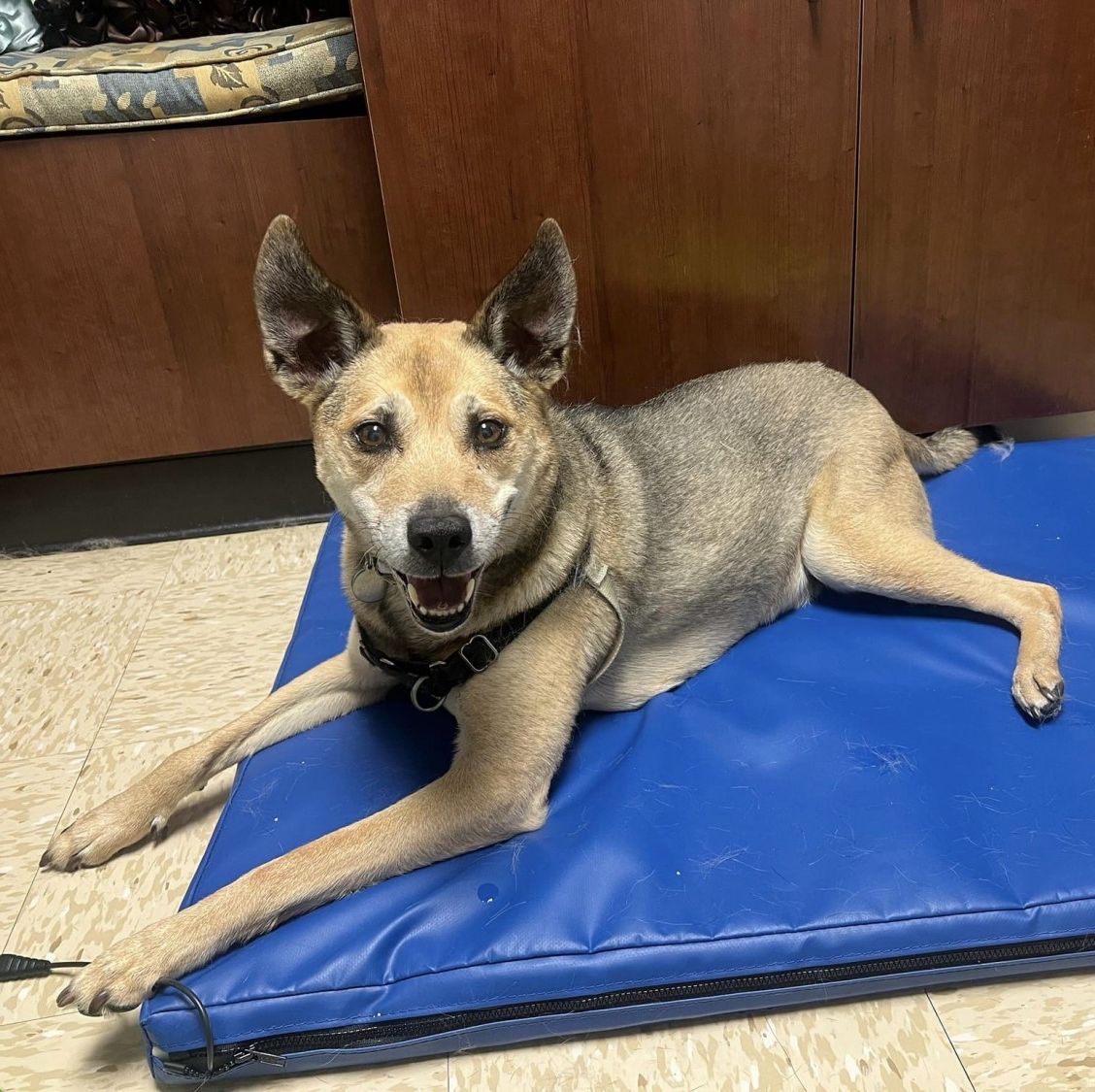 dog on blue mat