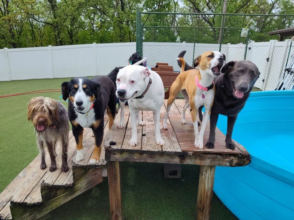 Doggie Daycare